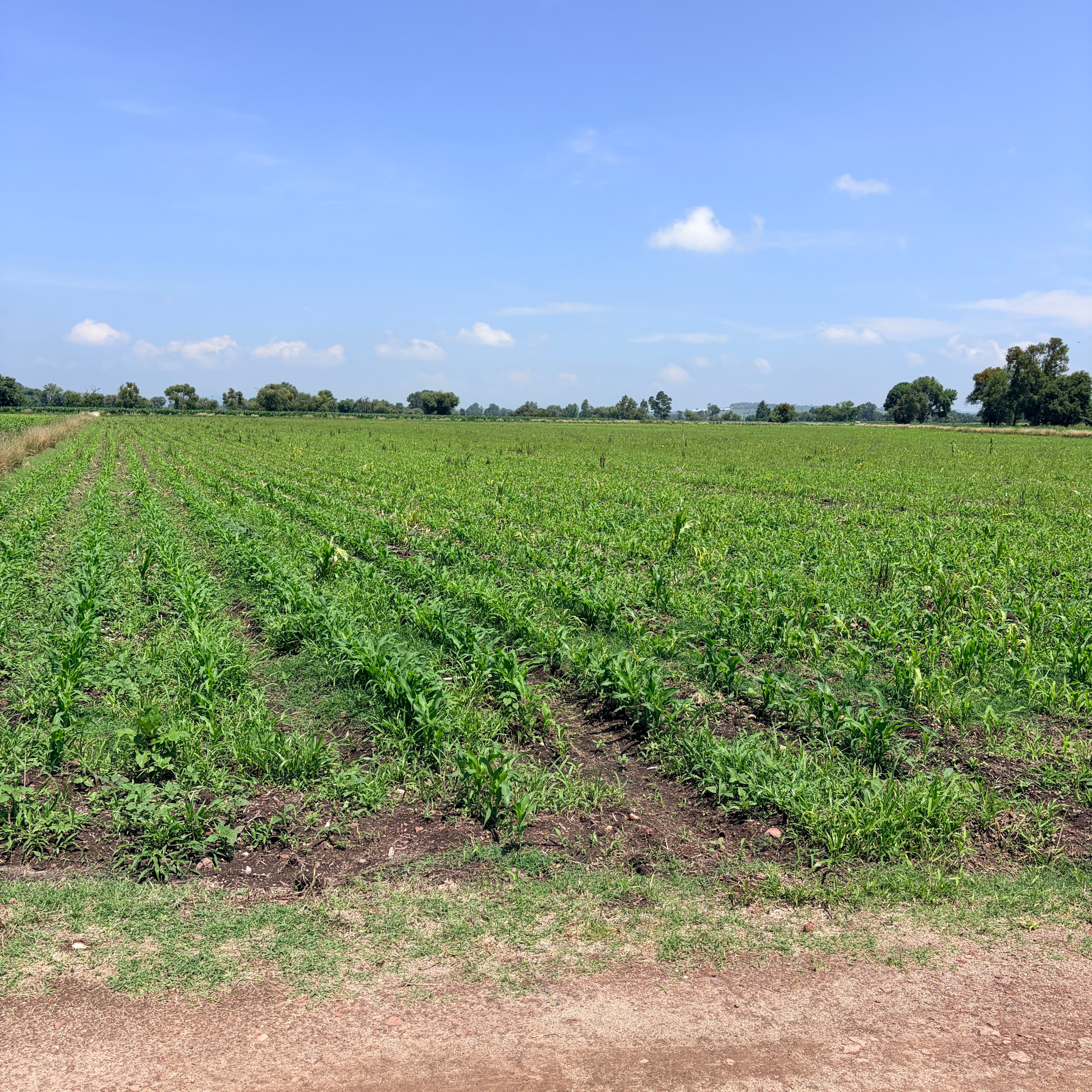 PARCELA DE RIEGO 5.17 HECTÁREAS • EJIDO DE ZINAPÉCUARO, MICHOACÁN