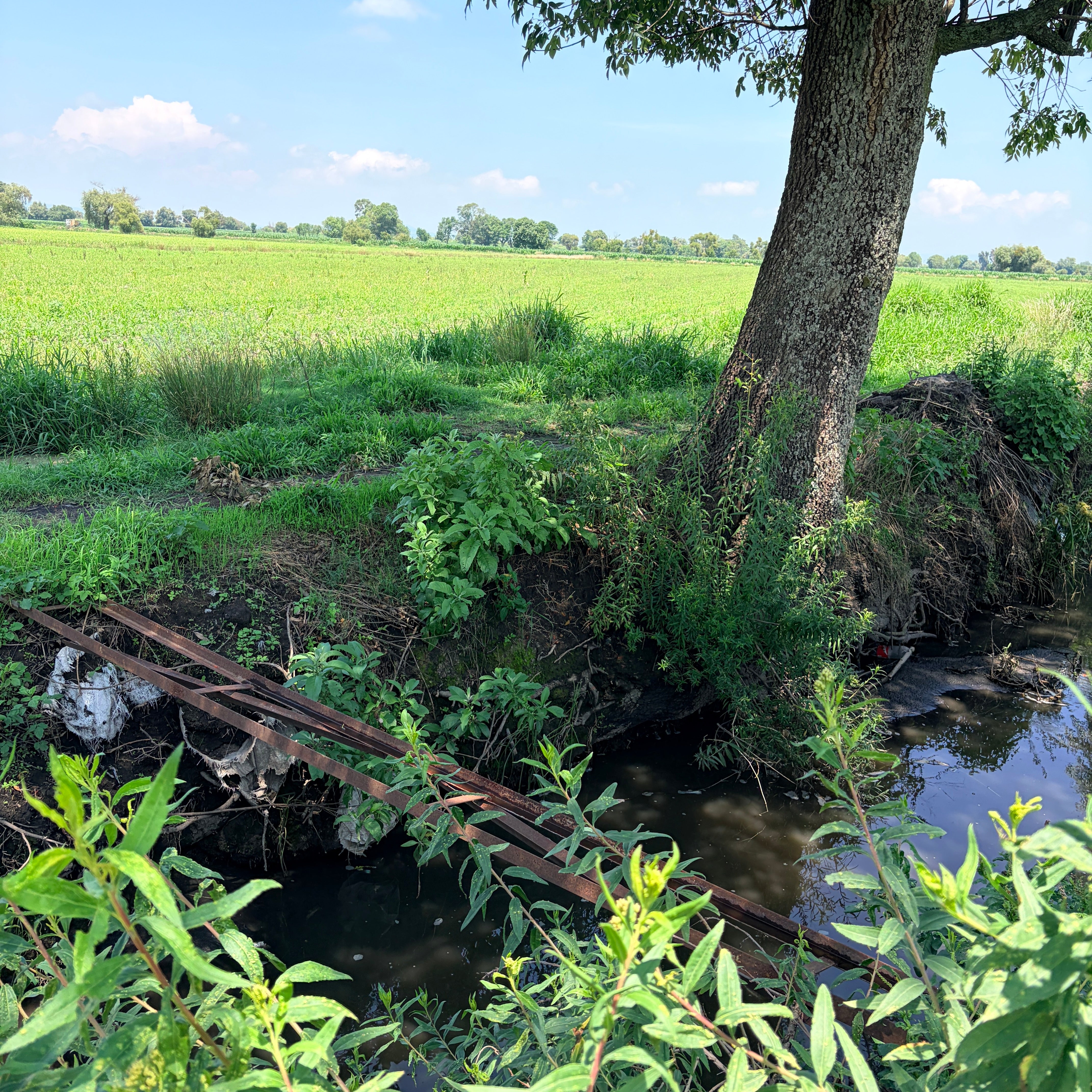 PARCELA DE RIEGO 5.17 HECTÁREAS • EJIDO DE ZINAPÉCUARO, MICHOACÁN