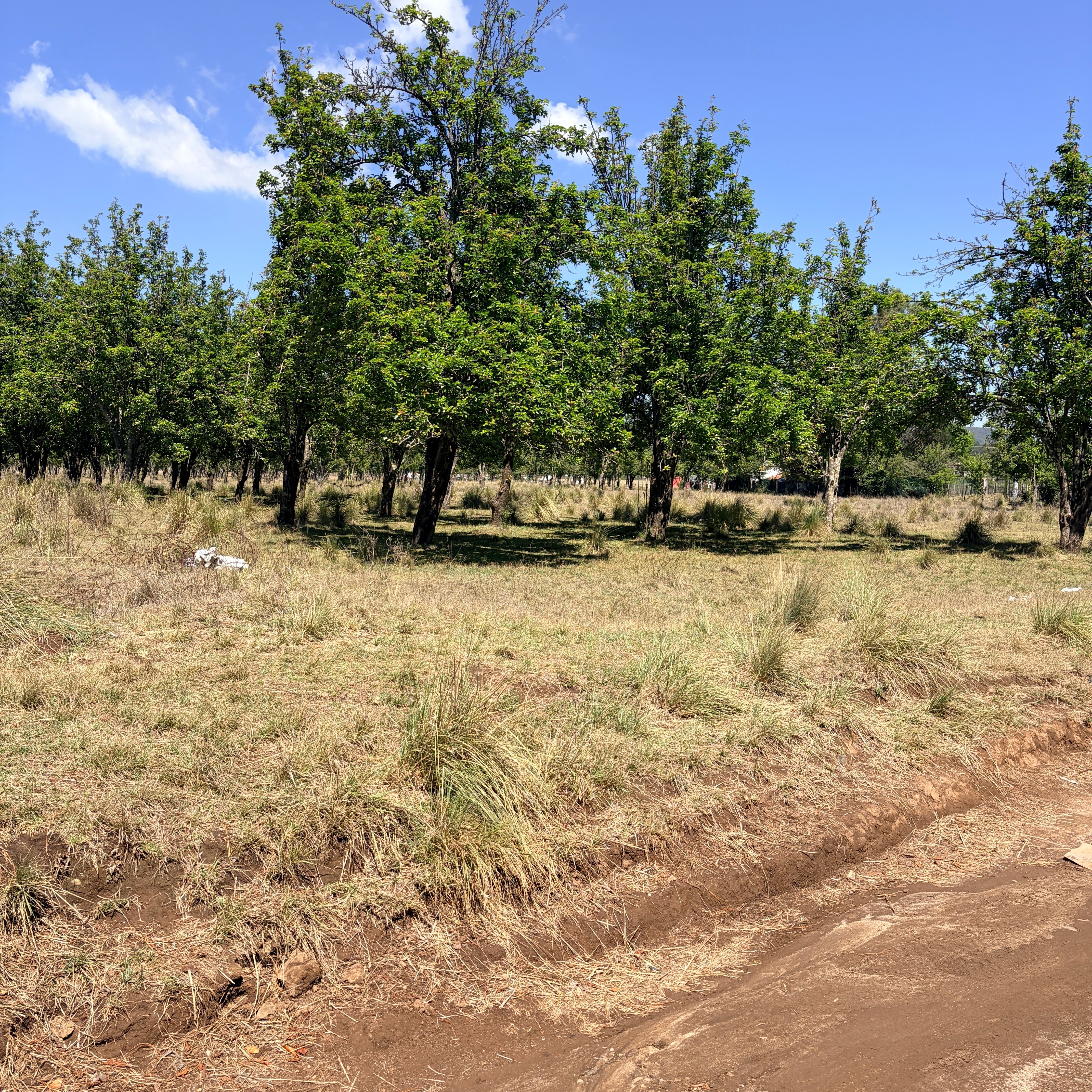 PARCELA DE 3.3 HECTÁREAS EN JERAHUARO MICHOACÁN