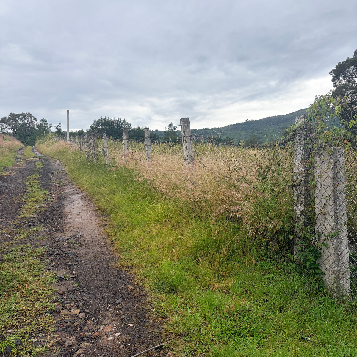 TERRENO EN SANTA CLARA • ZINAPÉCUARO MICHOACÁN